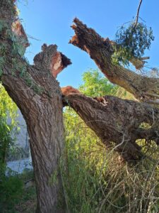 Tilleul cassé par les rafales de vent à Chevilly