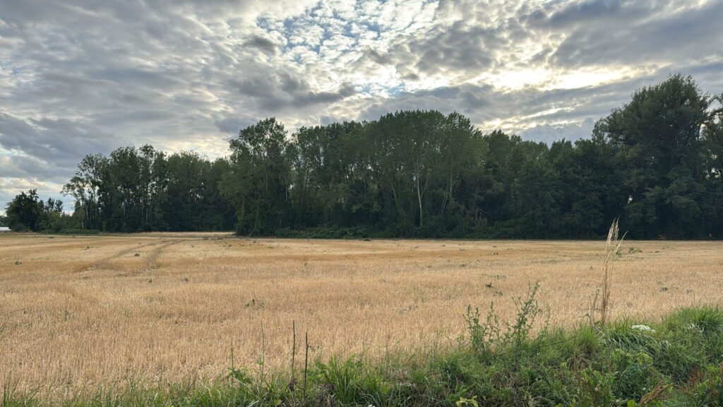 Projections de branches dans un champ à Chitenay (41) - 21 juillet 2025
