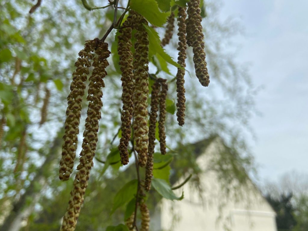 [POLLENS] FORTE CONCENTRATION DES POLLENS DE BOULEAU EN CETTE MI-AVRIL 2022 SUR LE CENTRE – VAL DE LOIRE !